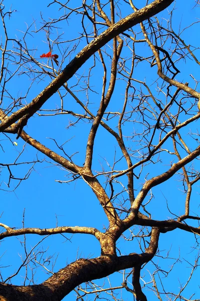 Branches d'arbres contre le ciel — Photo