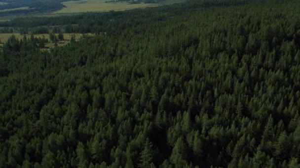 Taiga. Altai, Siberia — Vídeos de Stock