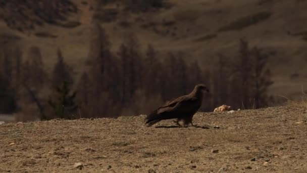 El vuelo Falcon sobre un fondo de montañas . — Vídeos de Stock