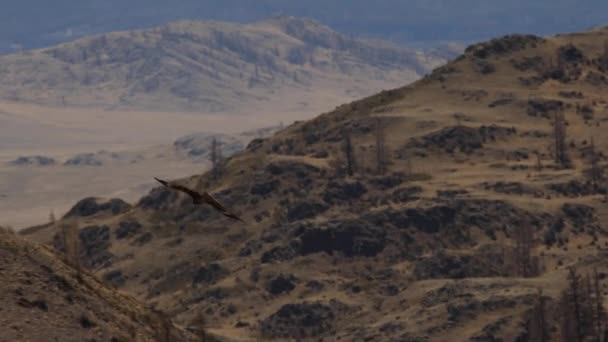 El vuelo Falcon sobre un fondo de montañas . — Vídeo de stock