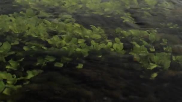 Grünalgen und Wasserpflanzen im Fluss. — Stockvideo