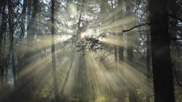 Luz del sol brillando entre los árboles . — Vídeo de stock