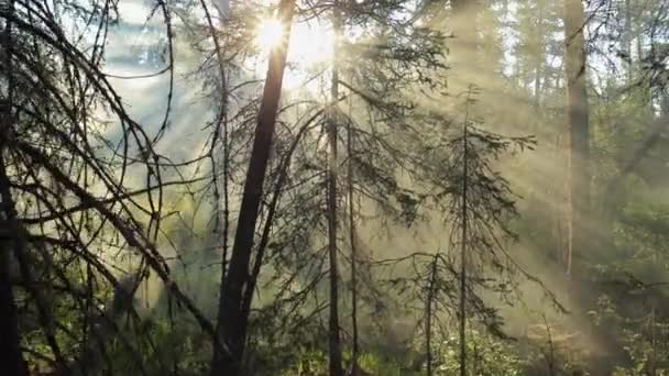 Ağaçların arasından parlayan güneş ışık. — Stok video