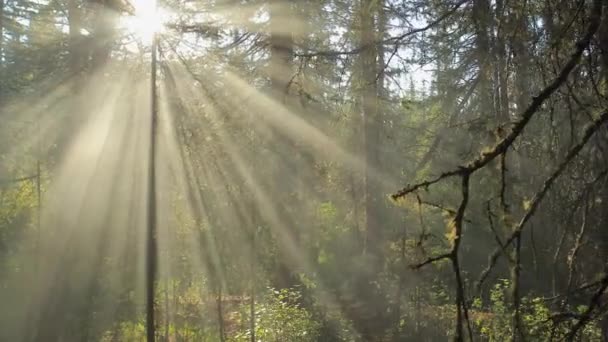 Sluneční světlo svítí skrz stromy. — Stock video