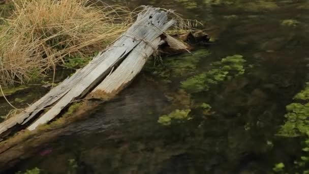 녹색 조류와 수생 식물 강에. — 비디오