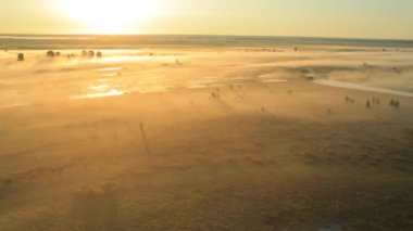 Güneş ışınları bir sis ve ağaç'ın siluet şafak.