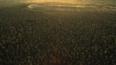 Güneş ışınları bir sis ve ağaç'ın siluet şafak.