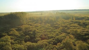 Güneş ışınları bir sis ve ağaç'ın siluet şafak.