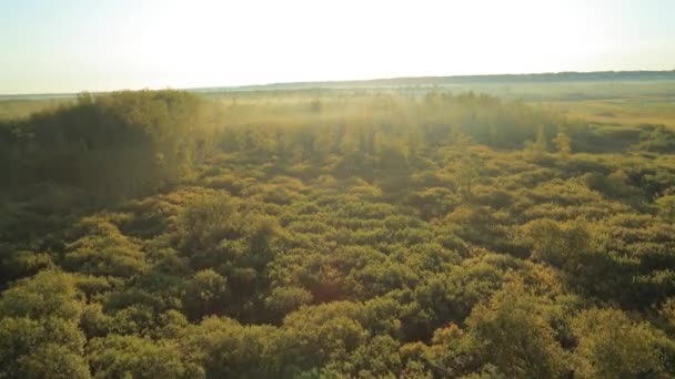 Os raios do sol através de uma neblina e silhueta de árvore ao amanhecer . — Vídeo de Stock