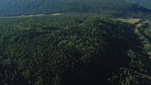 Taiga. Altai, Siberia — Vídeos de Stock