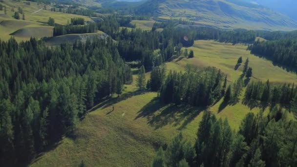 Vol au-dessus des montagnes. Altaï. Sibérie. Survoler la rivière. Forest Valley . — Video