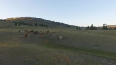 mera üzerinde atlar