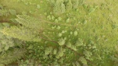 ağaç Üstten Görünüm.