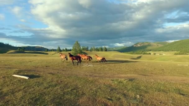 Коні на пасовищі — стокове відео