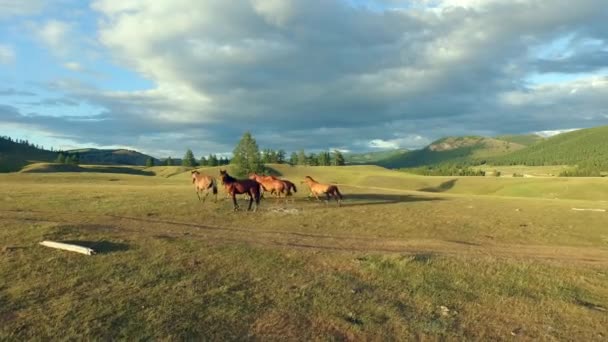 Chevaux sur pâturage 