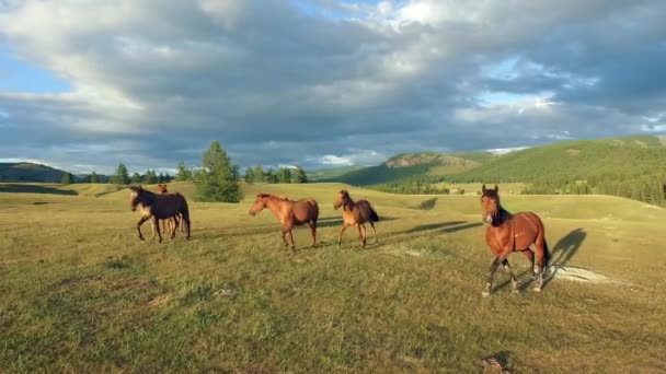 Hästar på bete — Stockvideo