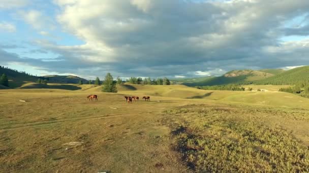 牧草地の馬 — ストック動画