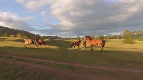 Коні на пасовищі — стокове відео