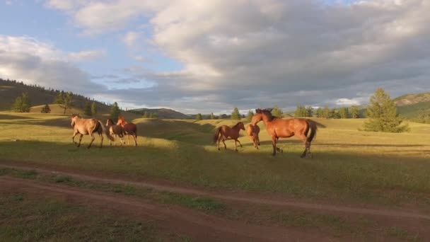 Pferde auf der Weide — Stockvideo