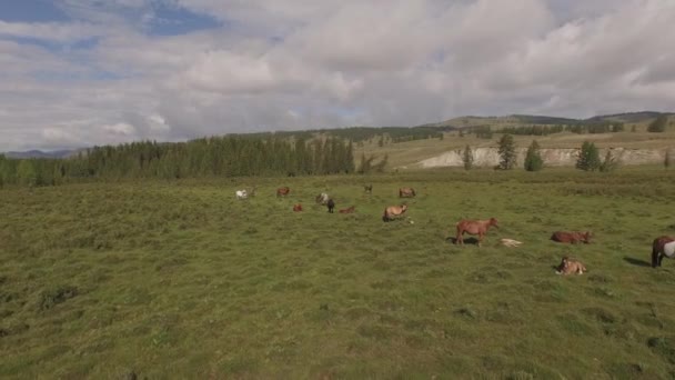 Коні на пасовищі — стокове відео