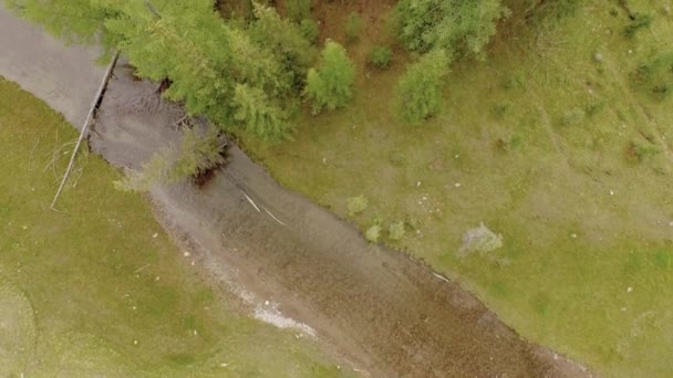 Bovenaanzicht van de boom. — Stockvideo