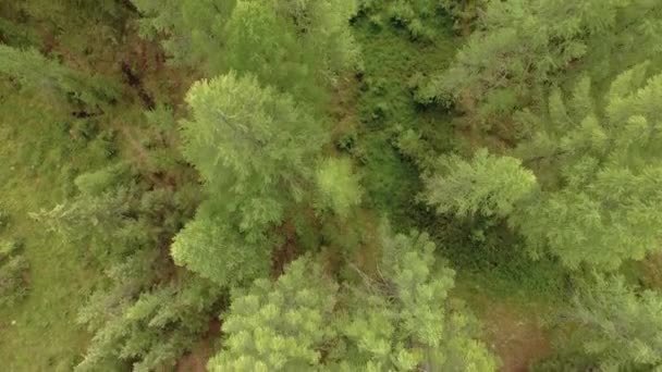 Vue de dessus d'arbre . — Video