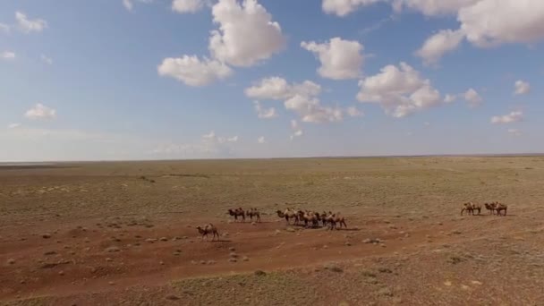 Camelos caminhando pelo deserto — Vídeo de Stock