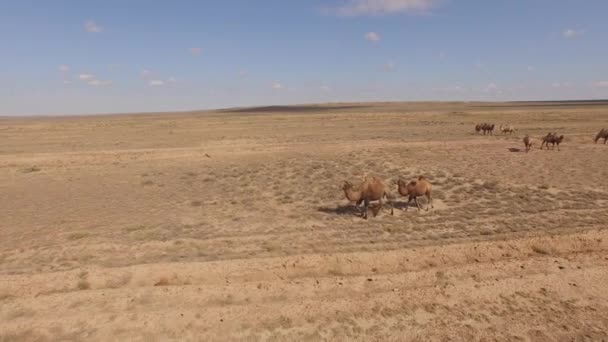 Camellos caminando por el desierto — Vídeo de stock