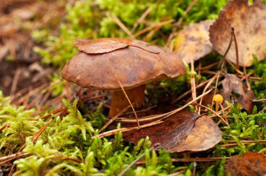 Sonbahar ormanlarında yeşil yosunlarda yetişen kahverengi bir mantarın yakın çekimi..