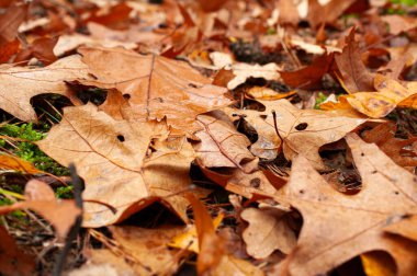 Orman zeminini kaplayan kurumuş meşe yaprakları, sonbahar doğa arka planı.