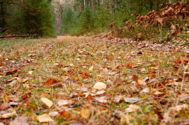 Kuru yapraklar ve yosunlarla çevrili sessiz orman yolu, sakin sonbahar manzarası.