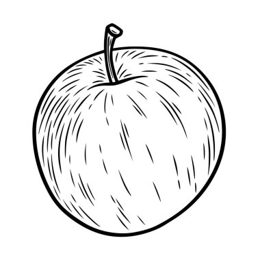 Elle çizilmiş elma meyvesi, tek renkli oyma, beyaz arkaplanda izole edilmiş çizgi sanat tarzı vektör çizimi