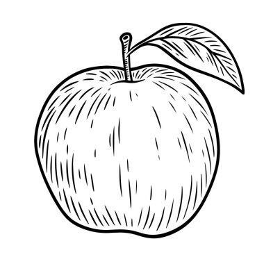 Elle çizilmiş elma meyvesi, tek renkli oyma, beyaz arkaplanda izole edilmiş çizgi sanat tarzı vektör çizimi