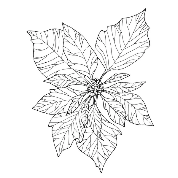 Flor Poinsettia Desenhada Mão Sobre Fundo Branco Símbolo Natal Estilo — Vetor de Stock