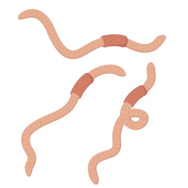 Beyaz arka planda bir grup halkalı solucan. Vermicompost solucanları, balık solucanları.