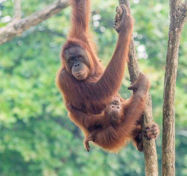 monkey orangutans indonesia