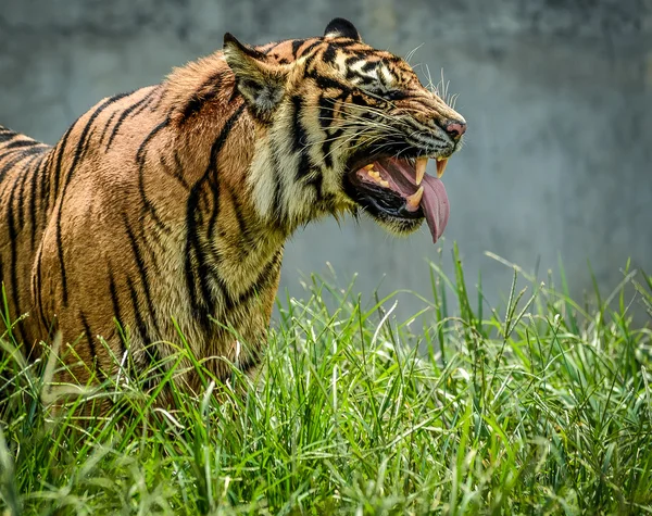 Посмішки тигр cutes — стокове фото