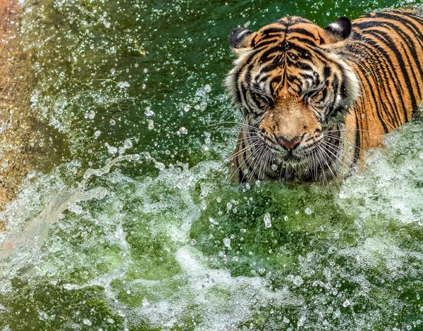 Swiming tiger милий — стокове фото