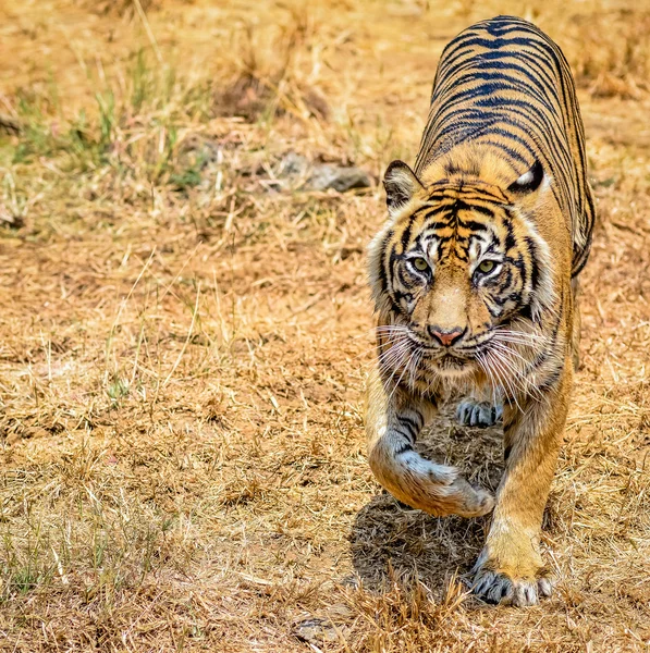 Тигр любителів тварин — стокове фото