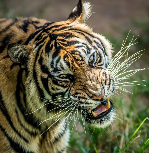 Тигр сердитий potraits — стокове фото