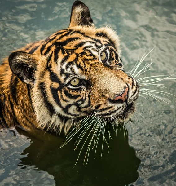 Tigre diz olha para mim. — Fotografia de Stock