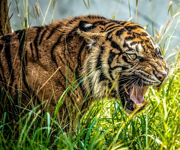 Zoológico de Aaaaat tigre enojado —  Fotos de Stock