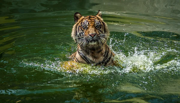 Kaplan sumatrae Yüzme sıcak hava