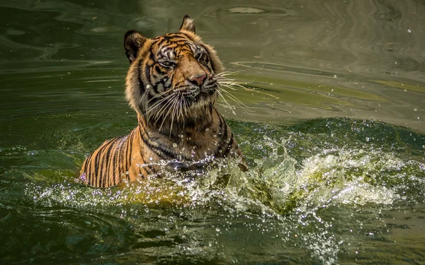 Kaplan Yüzme sıcak hava