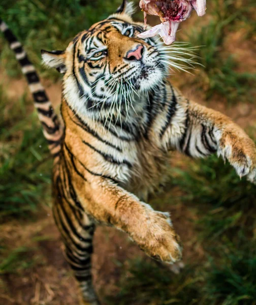 Jump tiger playing eat — Stock Photo, Image