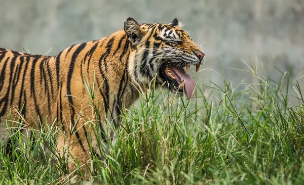 Tigre sonríe con él —  Fotos de Stock