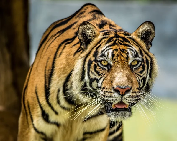 Kaplan gözü aç bak