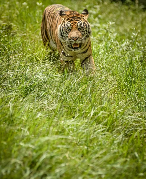 Тигр бачить щось їжу — стокове фото