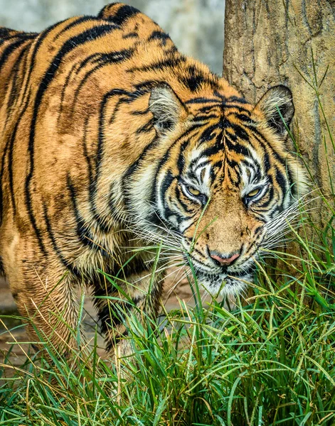 Kaplan gözü pek aç