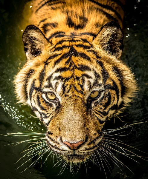 Olhos de tigre olhar com fome — Fotografia de Stock